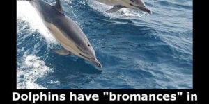 Dolphins Are Real Bros