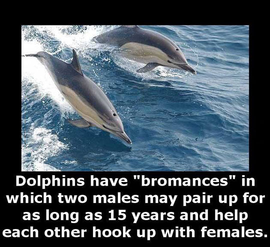 Dolphins Are Real Bros