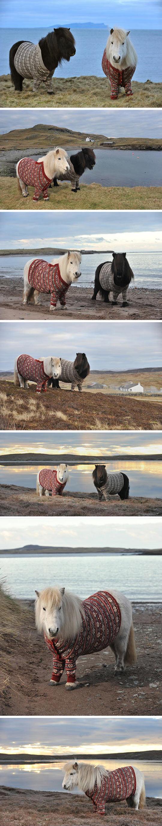 Two Ponies Wearing Cardigans