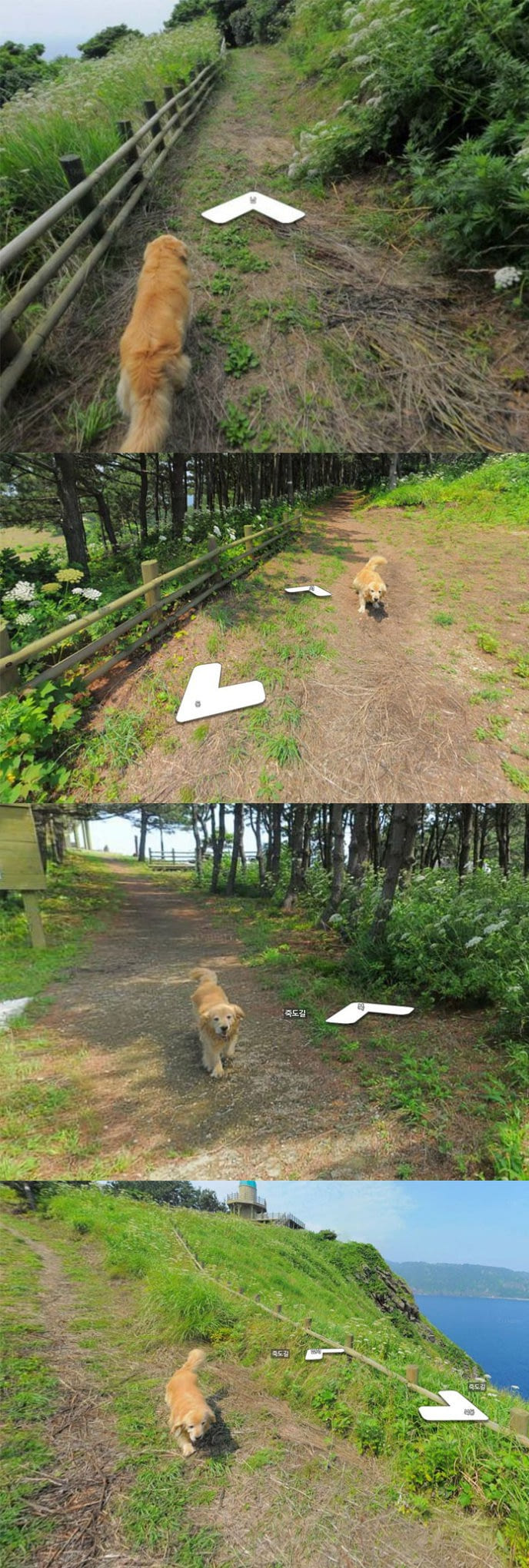 this dog followed the google earth guy.
