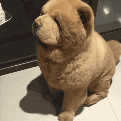 Bear doggo is 90 percent fluff.