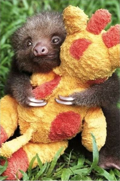 Sloth cuddles.