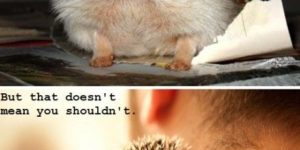It’s not always easy to hug a hedgehog…