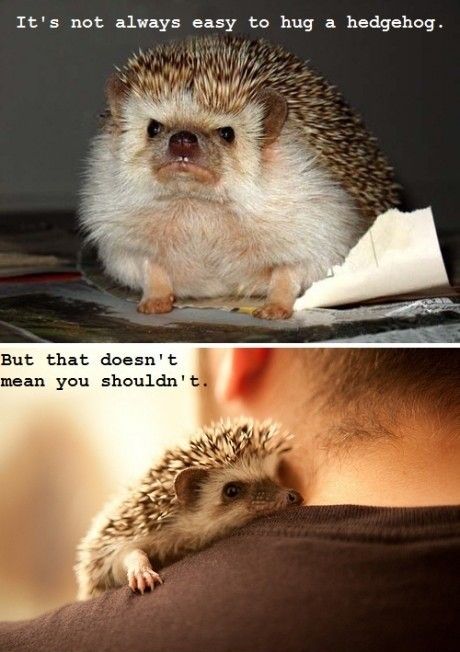 It's not always easy to hug a hedgehog...