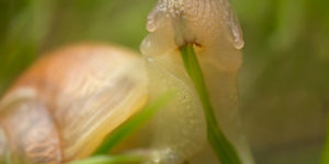 A snail eating a blade of grass.