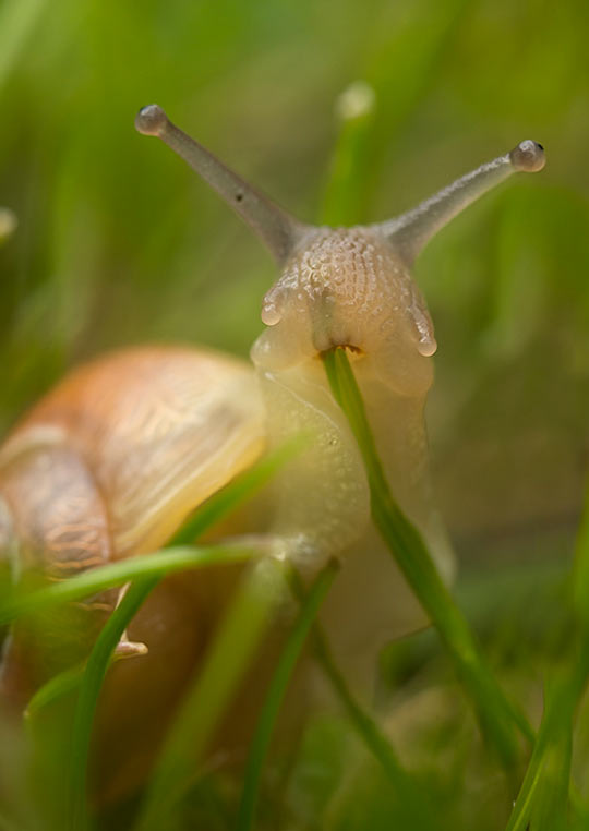 A snail eating a blade of grass.
