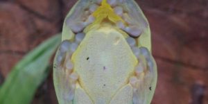 Bottom of a treefrog