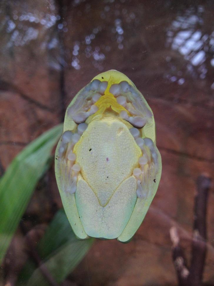 Bottom of a treefrog