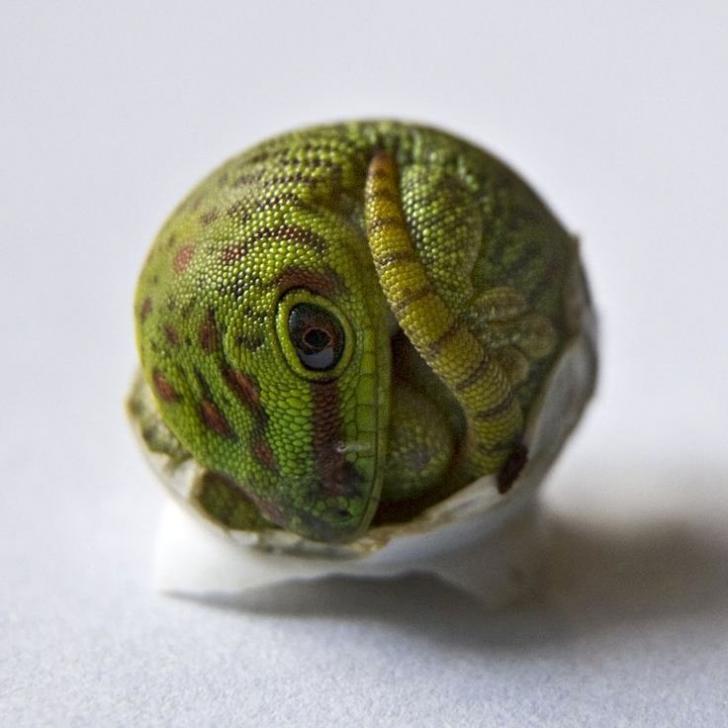 Gecko hatchling