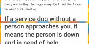 PSA: How to deal with a service dog.