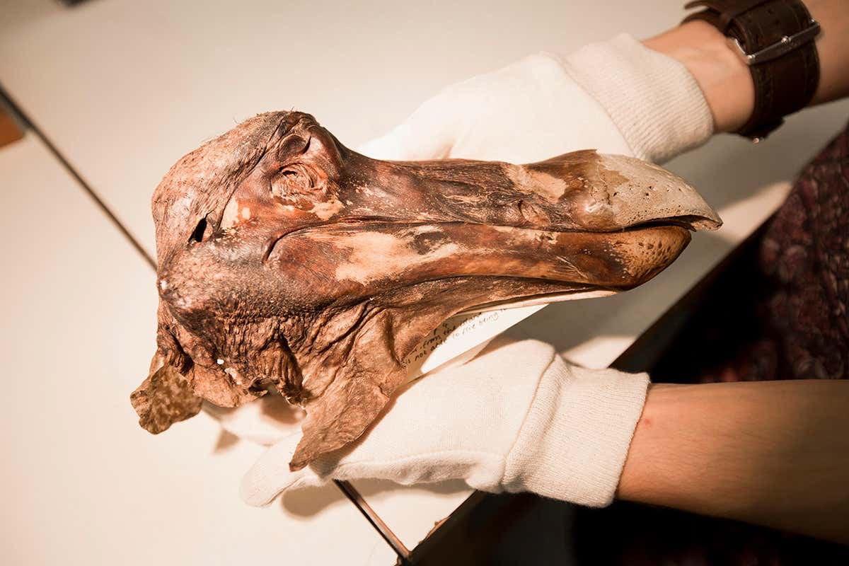 Only known preserved head of the Dodo Bird.
