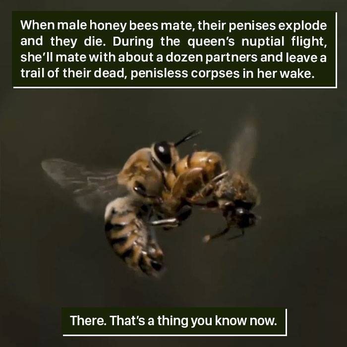 Bee facts.