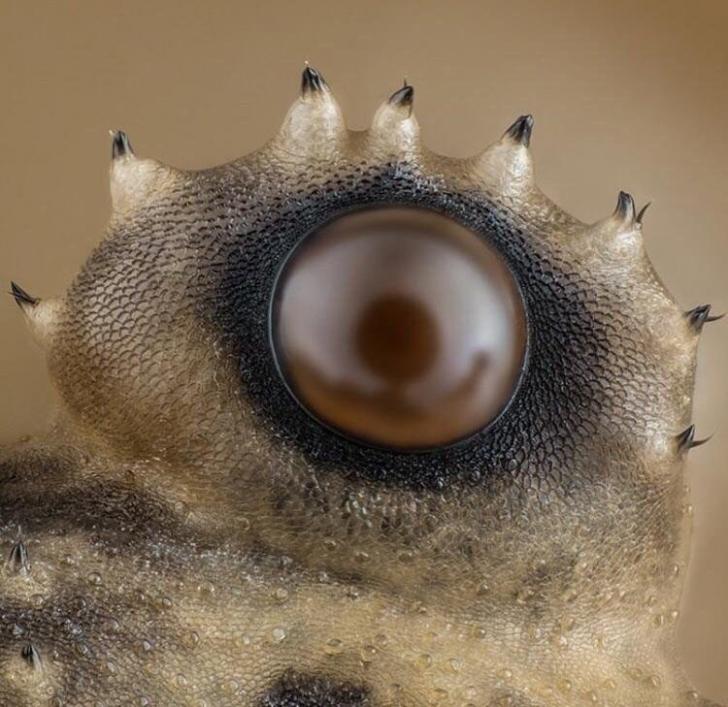 The eye of a daddy long leg