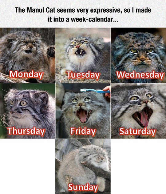 Perfect Calendar