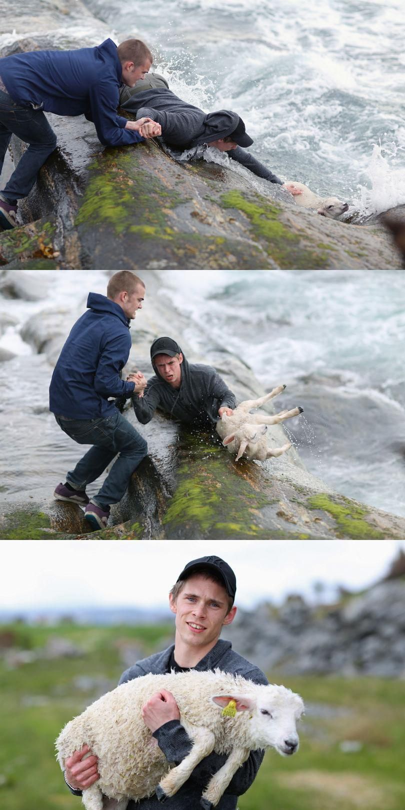 Just a couple guys rescuing a lamb.