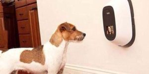 Technology to stay in contact with your pet at home while you're at work