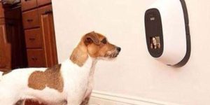 Technology to stay in contact with your pet at home while you're at work