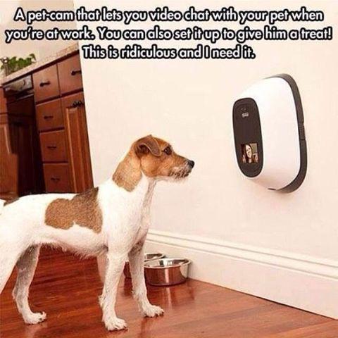 Technology to stay in contact with your pet at home while you're at work