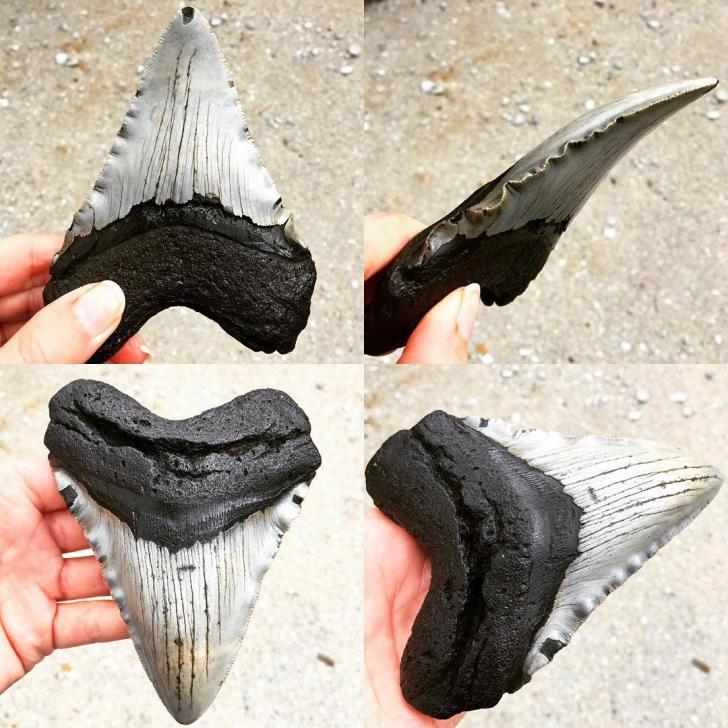 Megalodon tooth found in North Carolina.
