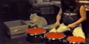 Drummer kitty.