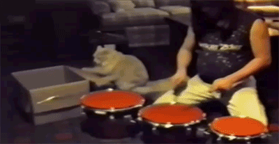 Drummer kitty.