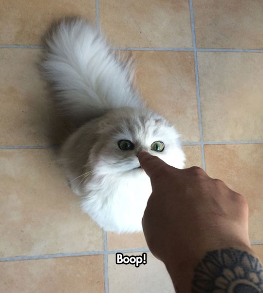 Stop Booping My Nose, Human