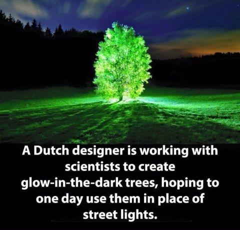 Glow in the dark trees