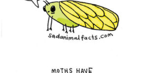 Moths Are Weird