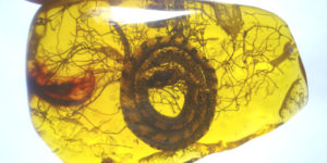 50 million year old snake preserved in amber.