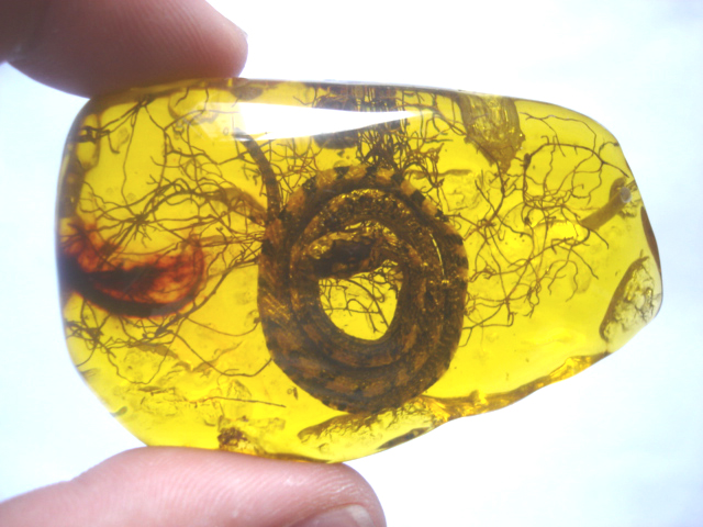 50 million year old snake preserved in amber.