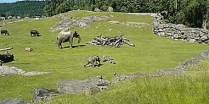 Baby elephant takes a tumble chasing birds.