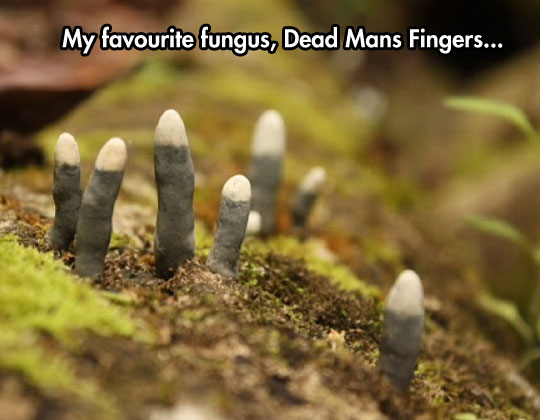 My favorite fungus.