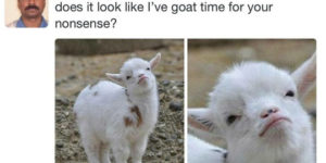 You Tell Them, Goat
