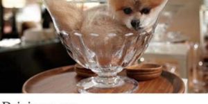 Places Pomeranians Don’t Belong