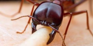 A driver ant soldier shows off her impressive mandible strength.