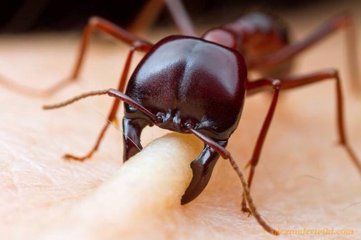 A driver ant soldier shows off her impressive mandible strength.
