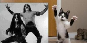 Heavy metal kitteh.