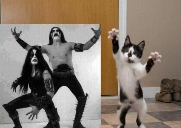 Heavy metal kitteh.