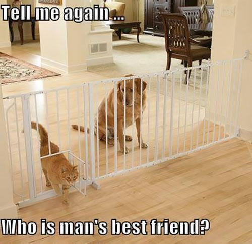 Who's man's best friend?