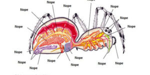 Anatomy of a spider.