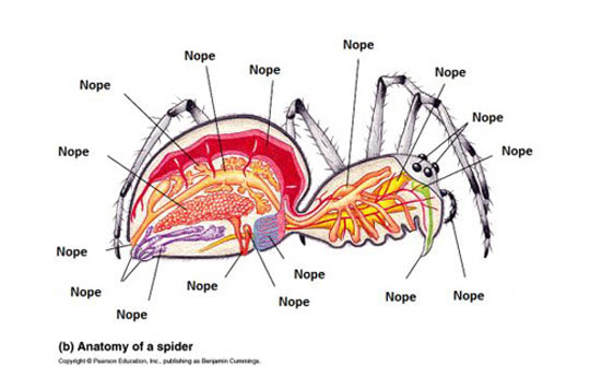 Anatomy of a spider.