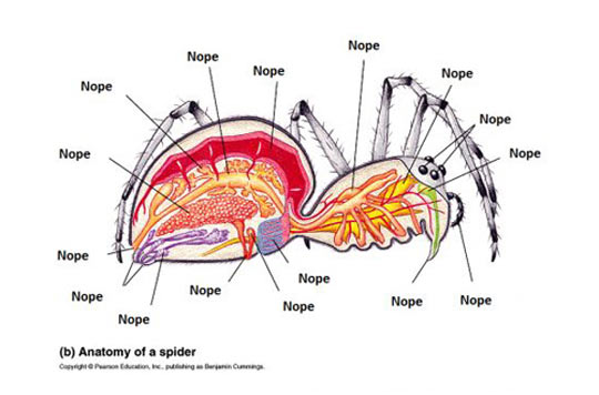 Anatomy of a spider.