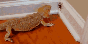 I+need+a+lizard%26%238230%3B