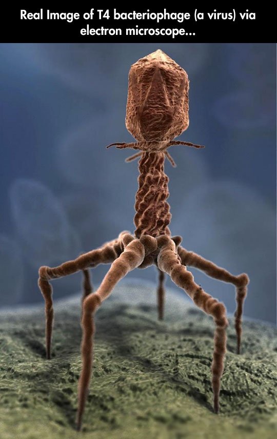 Image of a T4 bacteriophage (virus)