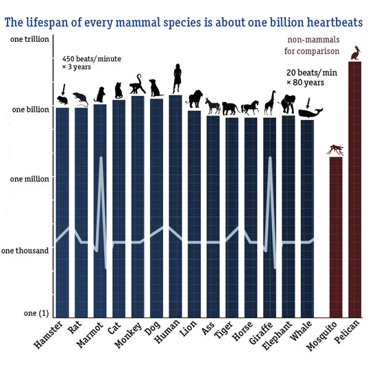 The lifespan of every mammal.