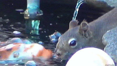 Squirrel meets koi. Quickly falls in love.