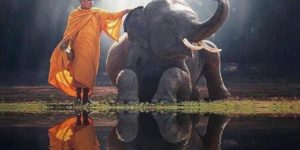 A Monk and his Elephant