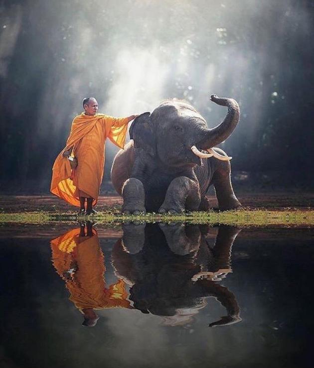 A Monk and his Elephant