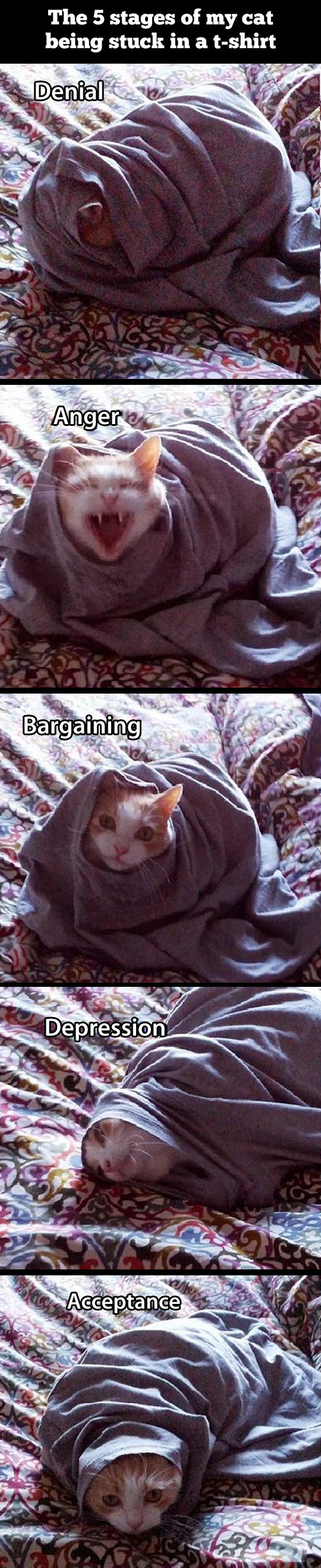 The five stages of a cat stuck in a t-shirt.