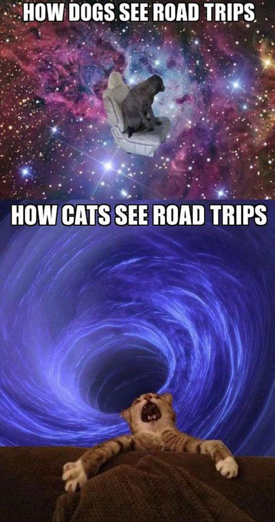 Road trips, dogs vs cat.